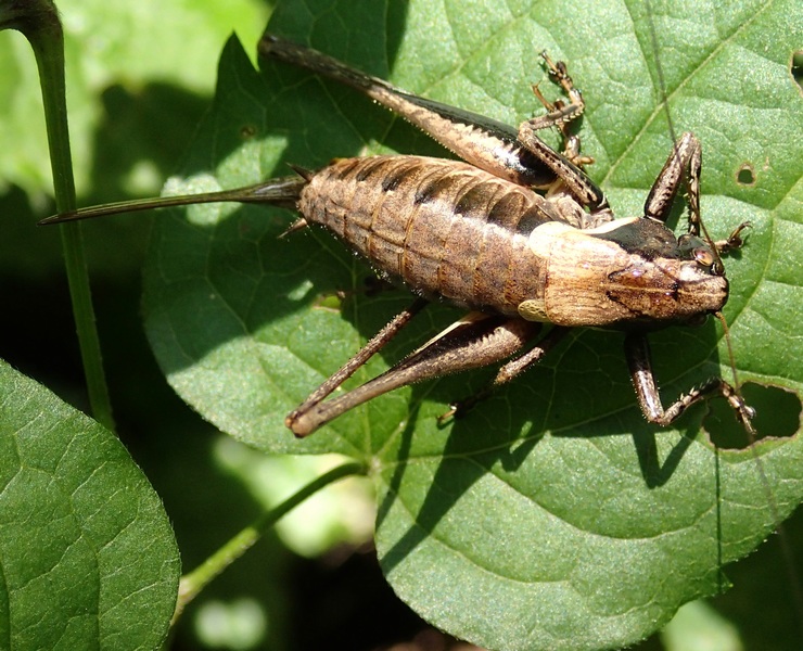 Tettigoniidae: Pholidoptera aptera femmina